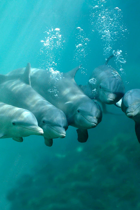 Excursão 06 – Parque Xcaret Plus + Nado Com Golfinhos (Dolphin Interax)foto_2