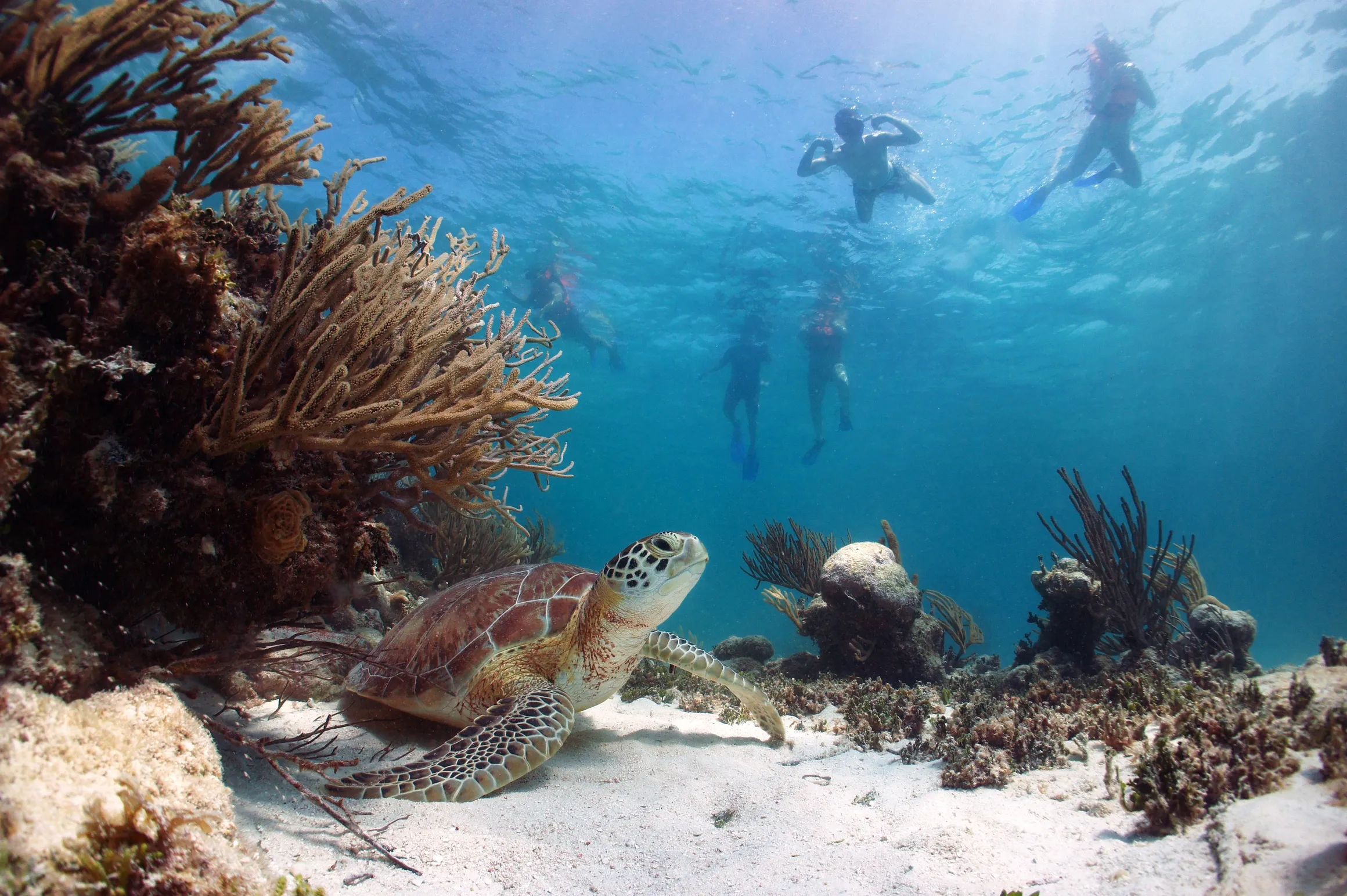 Excursão 08 – Snorkel com Tartarugas + Tulum + Cenote (Excursão Sub-Contratada)foto_1