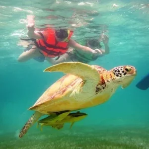 Excursão 10 - Snorkel com Tartarugas Express (Excursão Sub-Contratada)