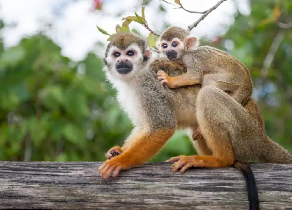 Excursão 14 – Monkeyland Parkfoto_1-optimised