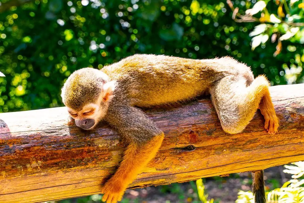 Excursão 14 – Monkeyland Parkfoto_4-optimised