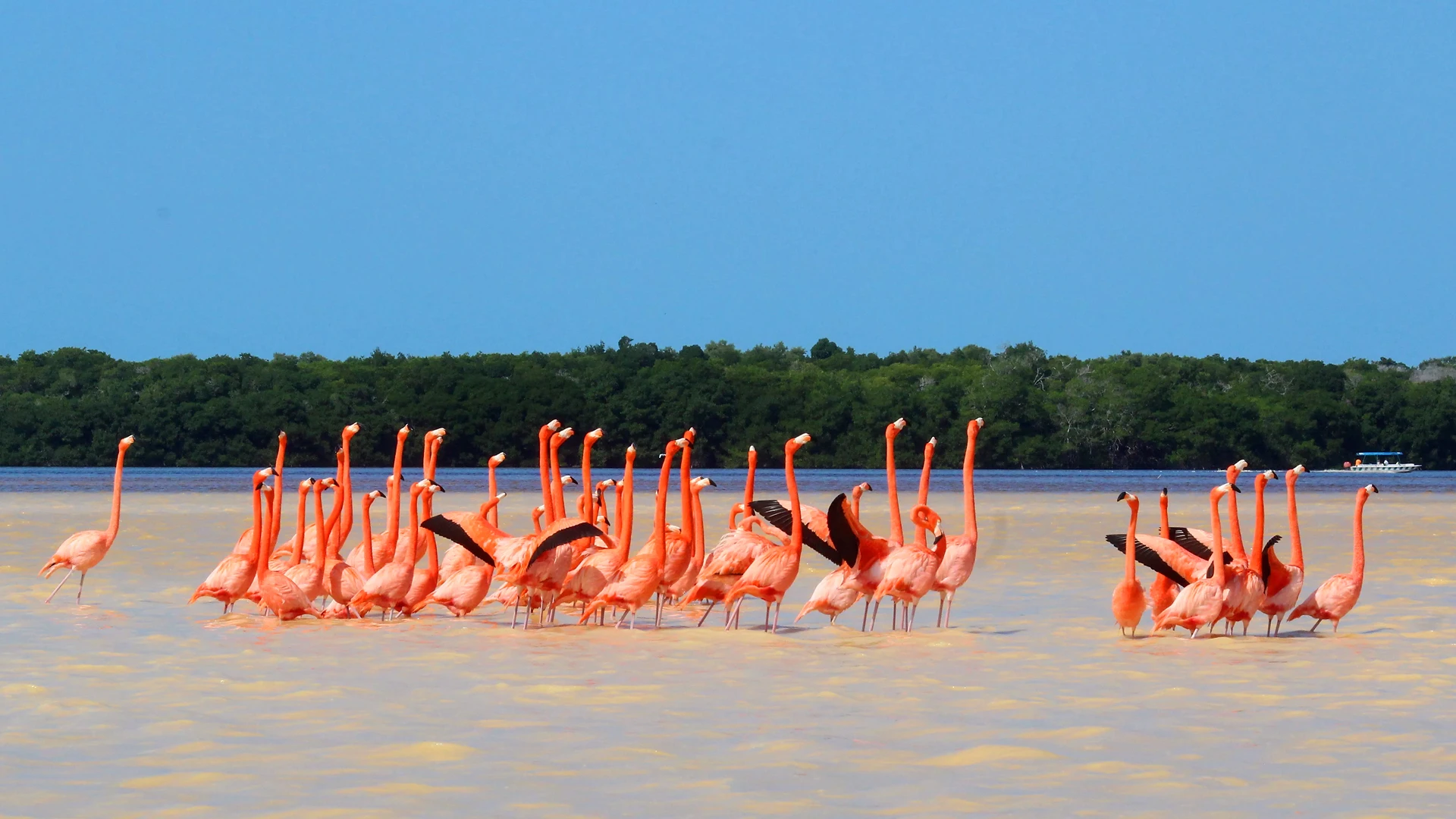 Excursão 15 – Isla Holboxfoto_4