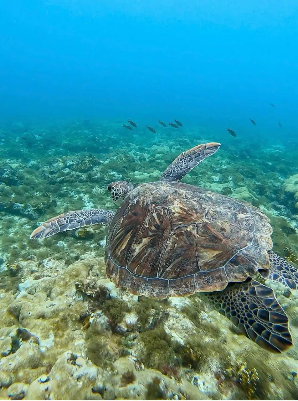 rimain-tours-cabo-verde-snorkeling 3